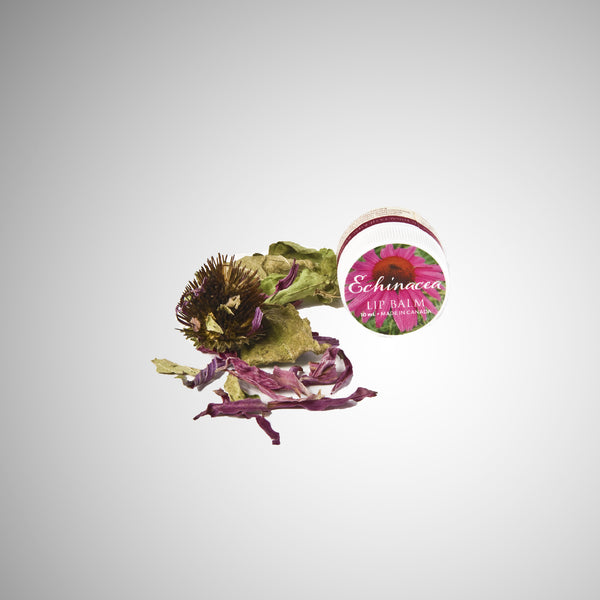 benefits echinacea pic